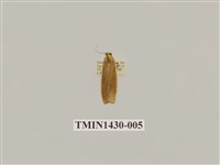 藏品(燈蛾科)的圖片